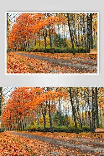 秋天落叶风景图片摄影视觉图两联