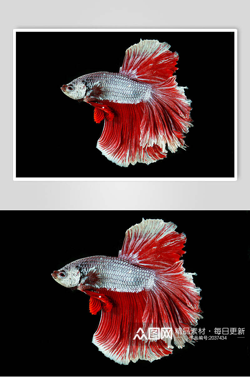 红色尾巴斗鱼高清图片素材