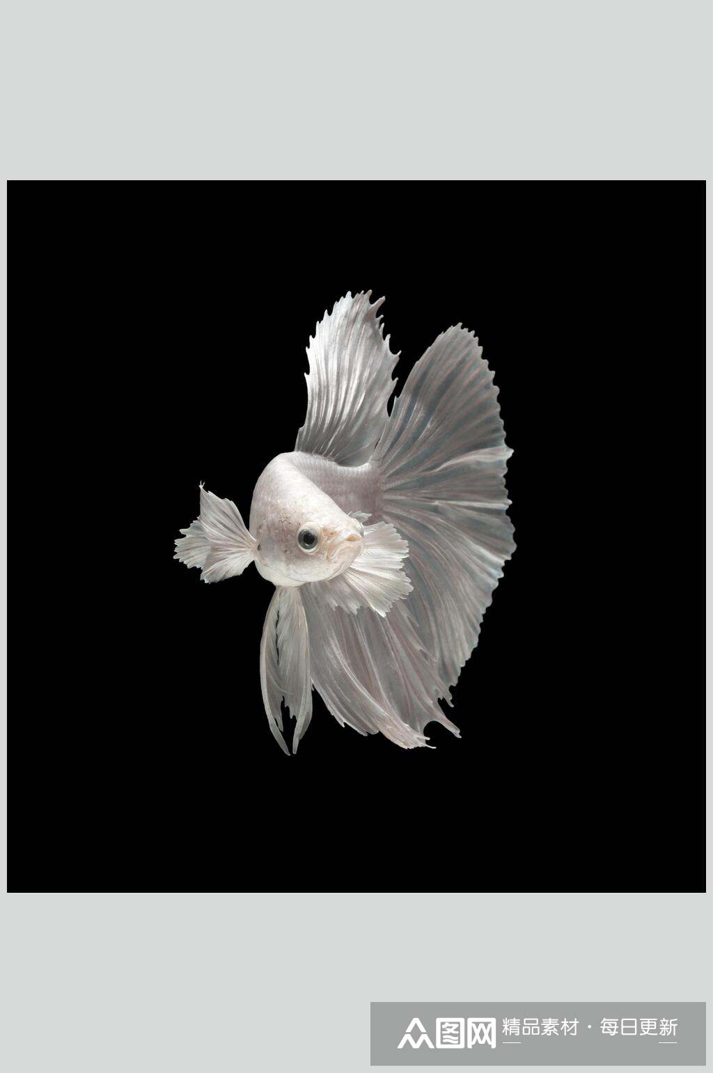 斗鱼图片金鱼白色金鱼特写摄影图素材