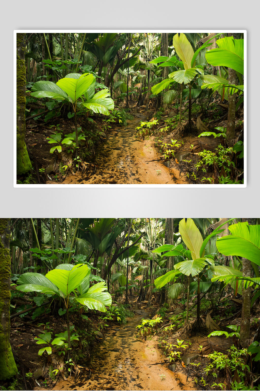 野生植物原始森林圖片素材