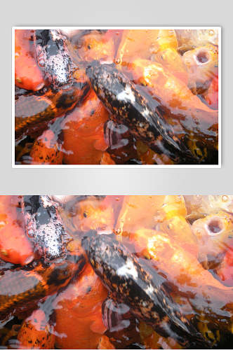 红鲤鱼观赏鱼图片