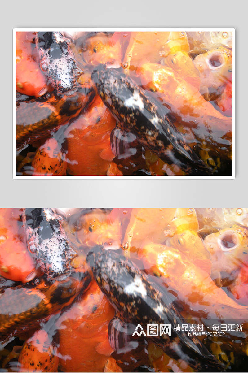 红鲤鱼观赏鱼图片素材