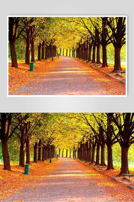 秋天落叶风景图片两联秋日落叶的林荫道