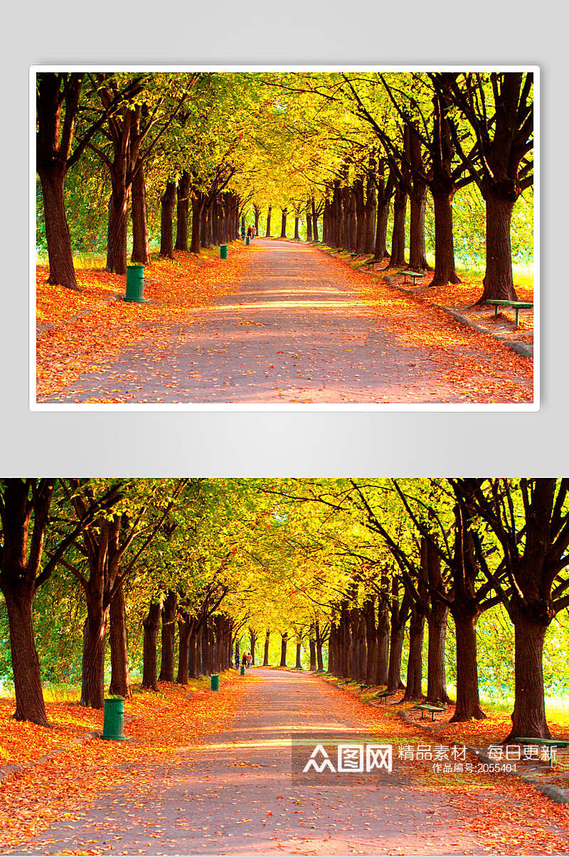 秋天落叶风景图片两联秋日落叶的林荫道素材