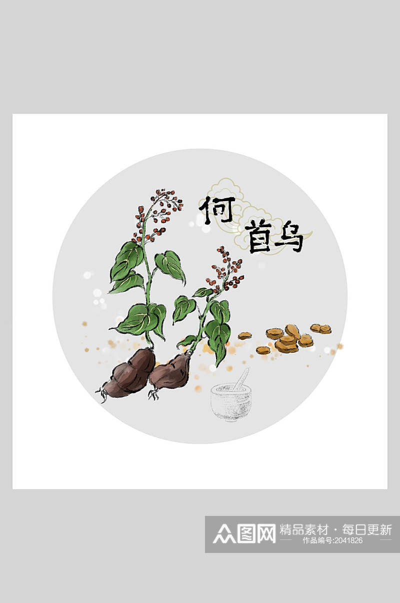 何首乌本草纲目中草药插画素材素材