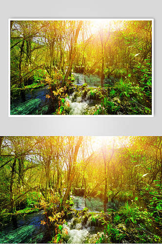 阳光照射原始森林摄影图片