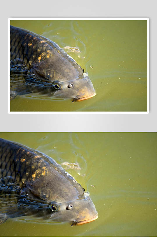 观赏鱼图片黑色鲤鱼特写摄影图