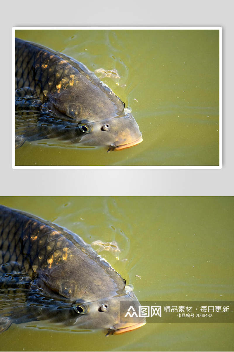 观赏鱼图片黑色鲤鱼特写摄影图素材