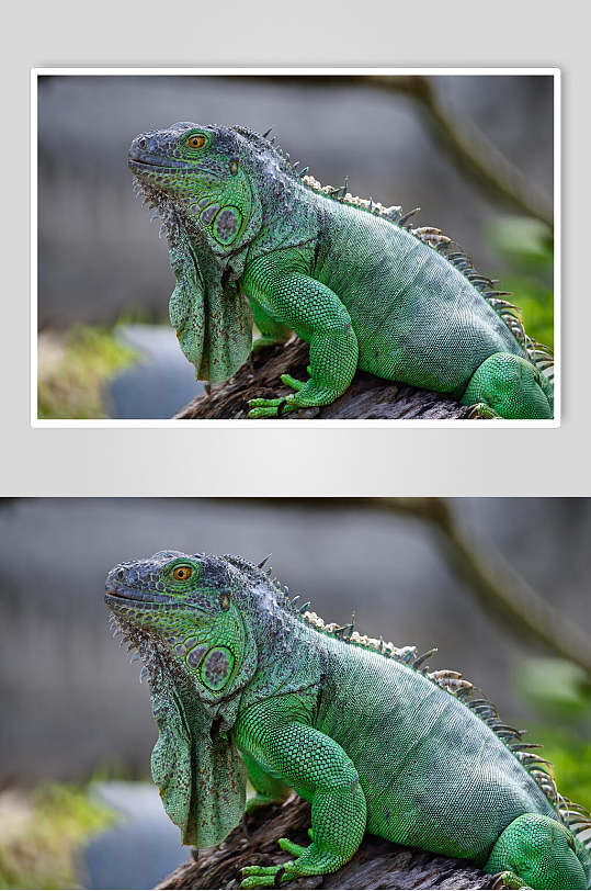 创意青绿色变色龙蜥蜴图片