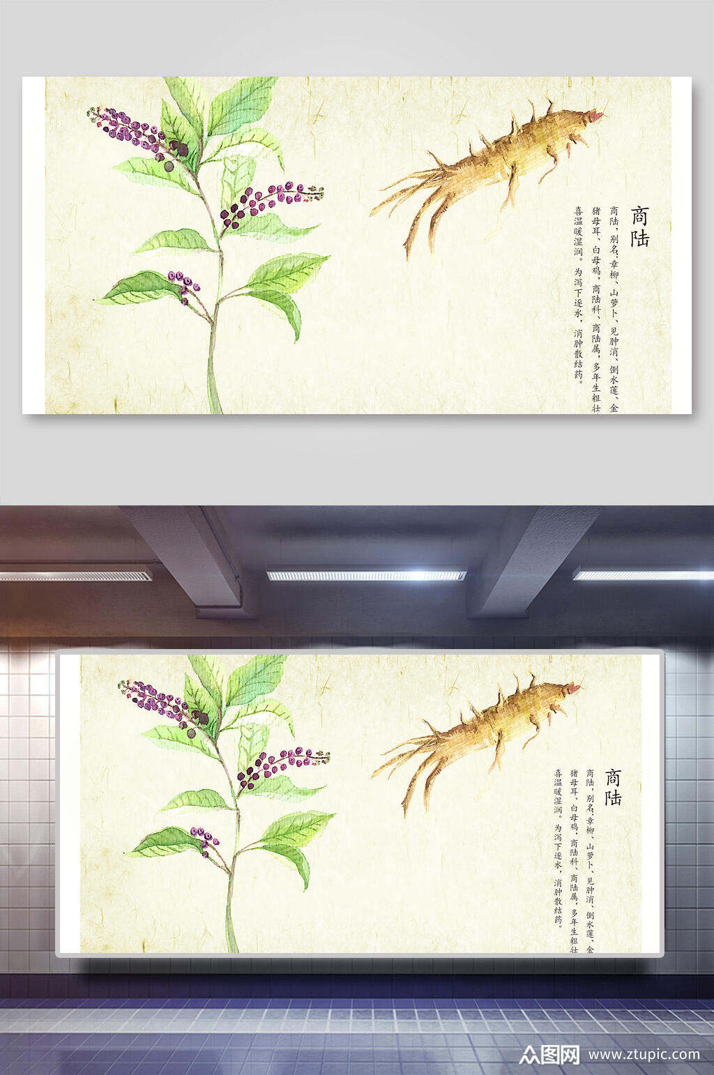 商陆本草纲目中草药介绍展板素材