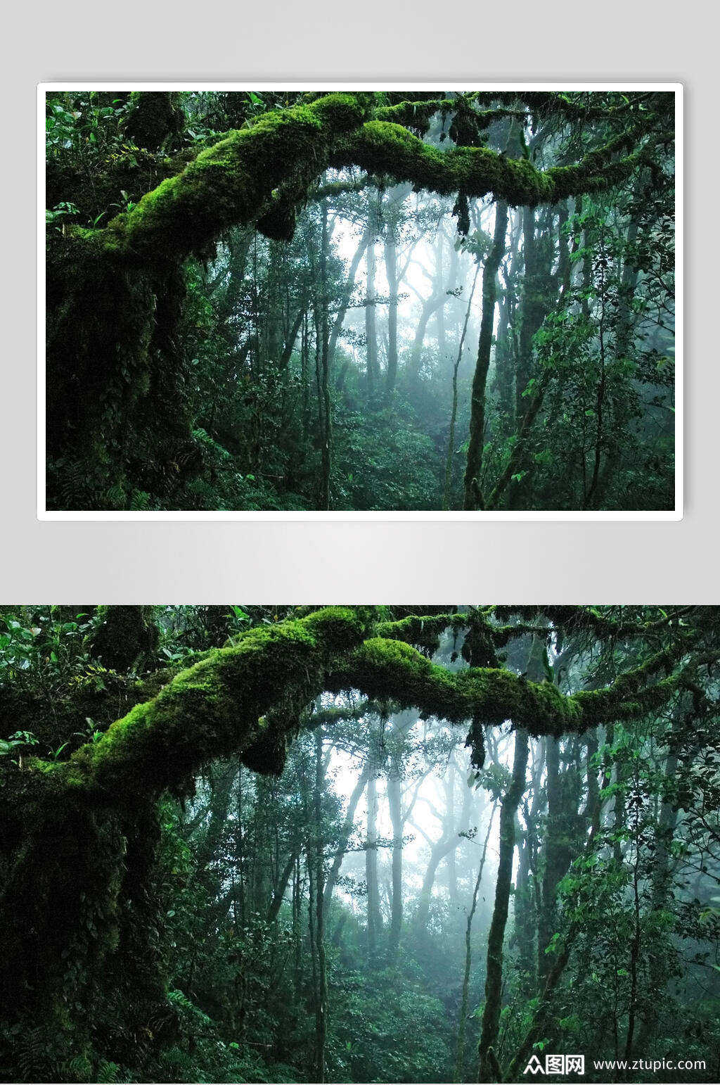 阴暗原始森林摄影图片