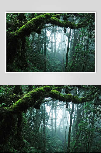 阴暗原始森林摄影图片