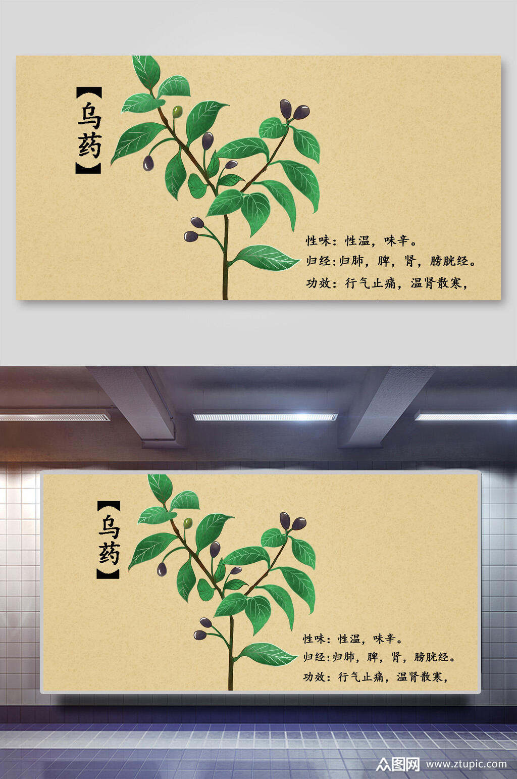 乌药本草纲目中草药介绍展板素材