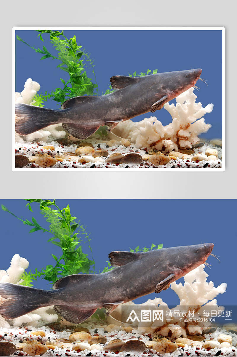 海鲜活鲜江团美食图片素材