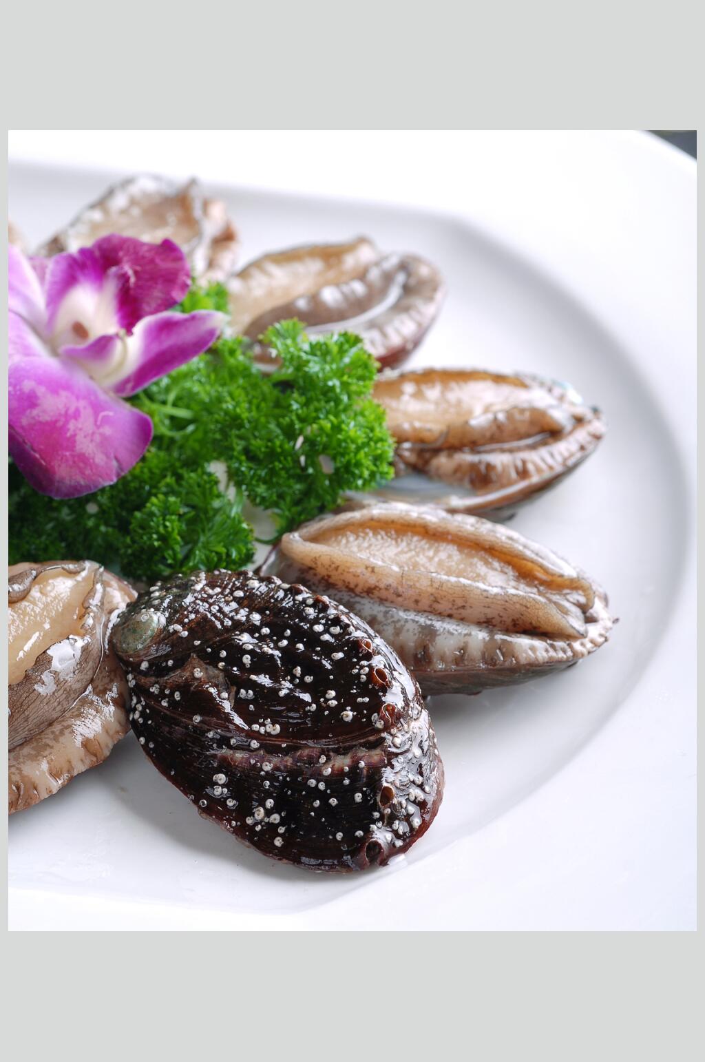 鲍鱼仔美食摄影图片素材