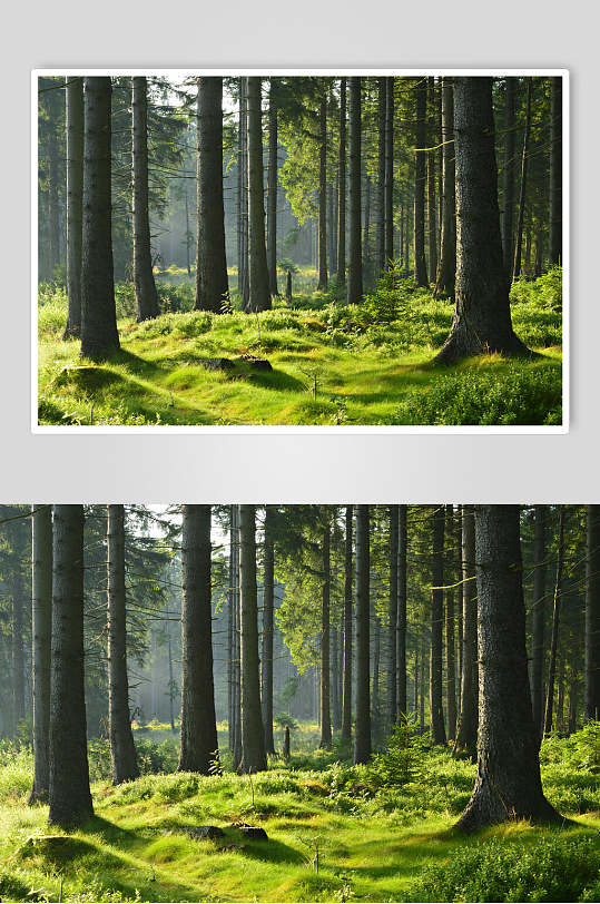 绿色森林背景展板图片-绿色森林背景展板设计素材-绿色森林背景展板