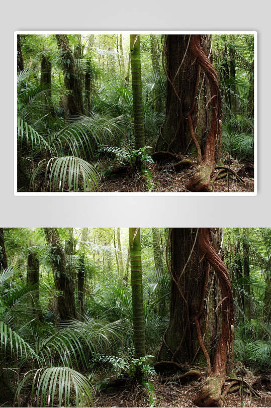 热带原始森林图片-热带原始森林素材下载-众图网