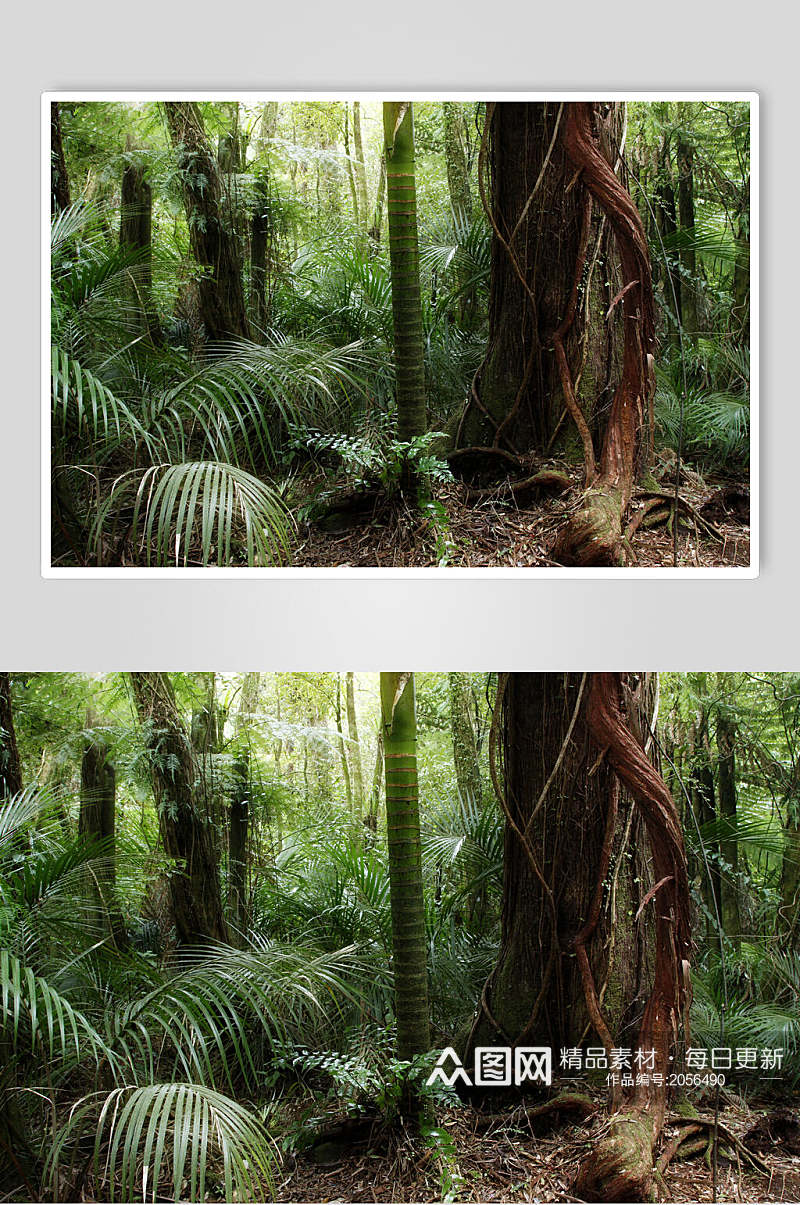 原始森林图片大树和热带植物视觉摄影图素材