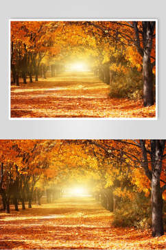 秋天落叶风景图片森林落叶大道摄影图