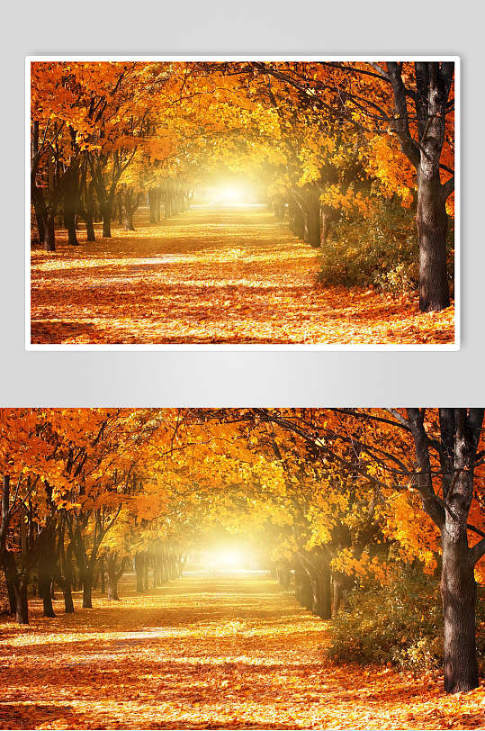 秋天落叶风景图片森林落叶大道摄影图