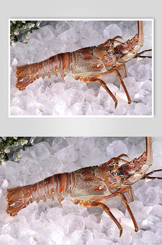 海鲜龙虾仔食品图片