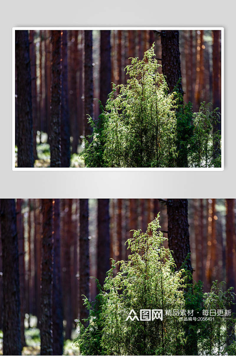 原始森林图片森林林木生长视觉摄影图素材