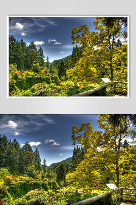 原始森林图片森林公园景区视觉摄影图