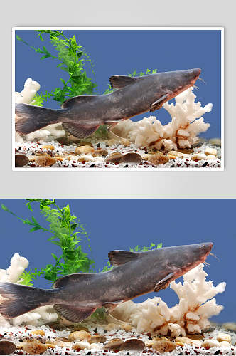 海鲜江团美食图片