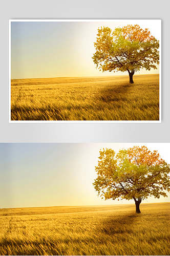 秋天落叶风景图片草原大树摄影图