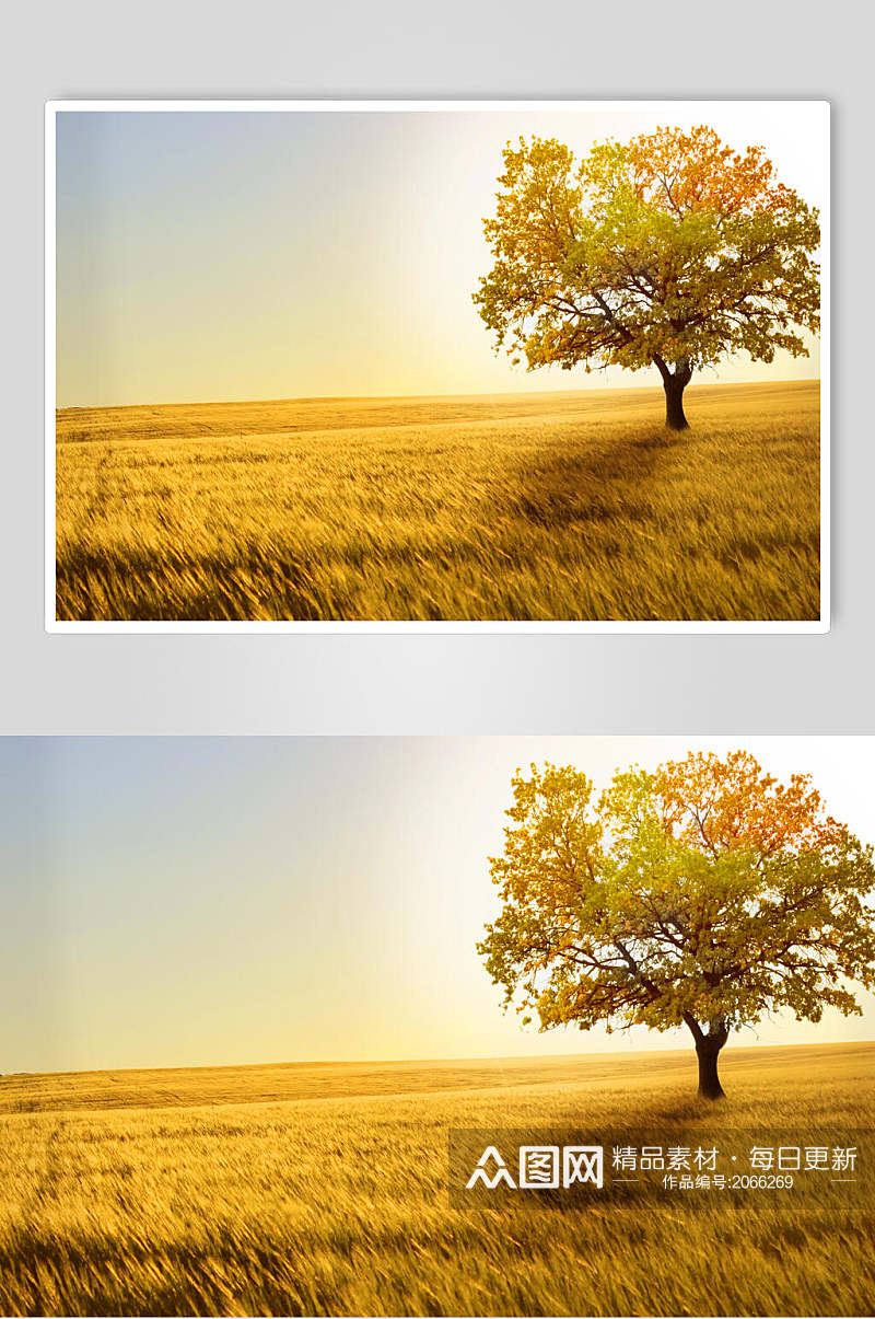 秋天落叶风景图片草原大树摄影图素材