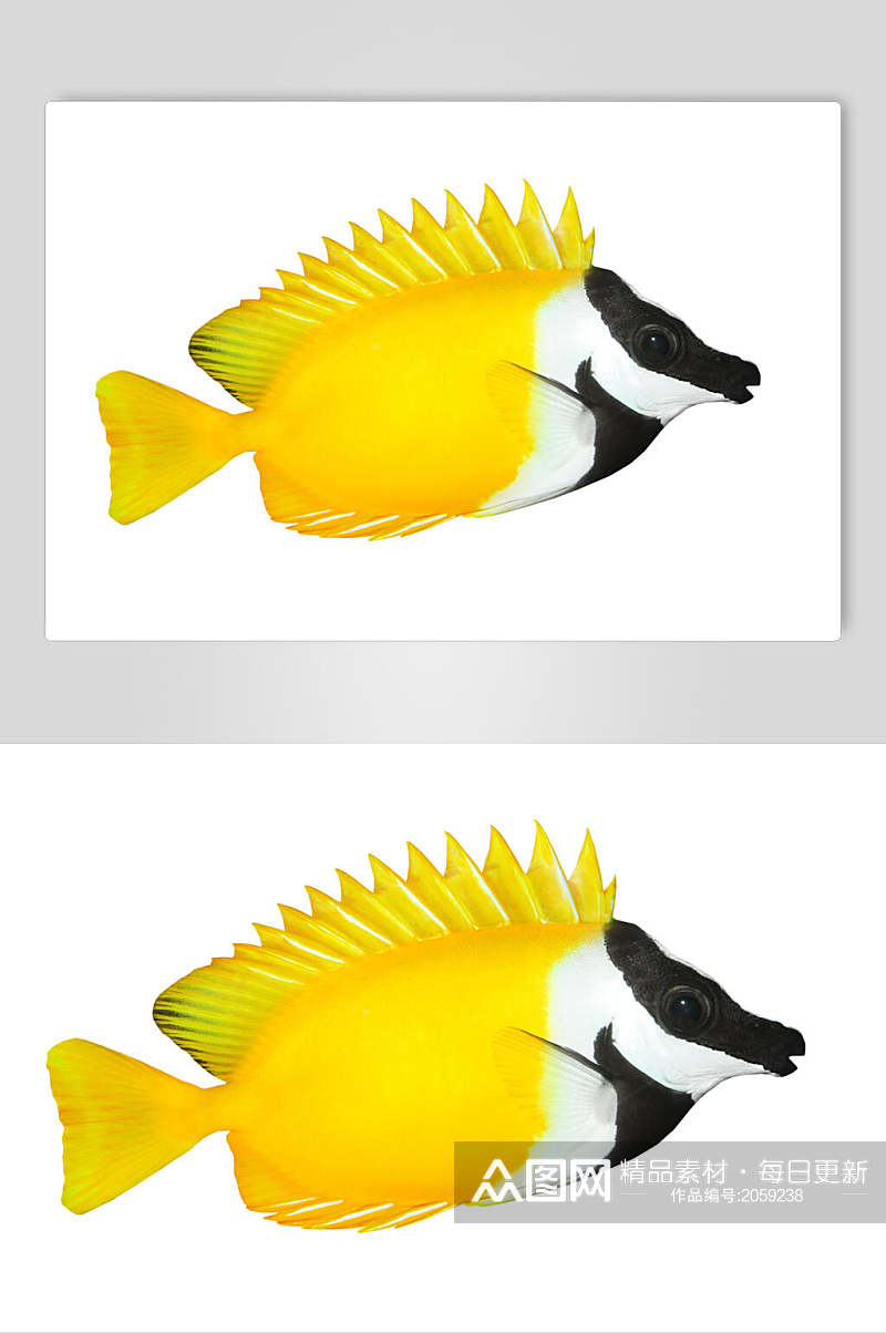 斗鱼图片海鱼黄黑鱼热带观赏鱼视觉摄影图素材