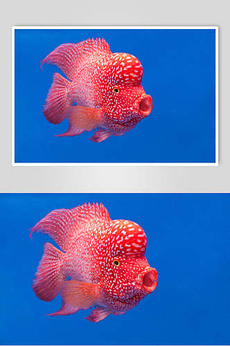 红色斗鱼高清图片