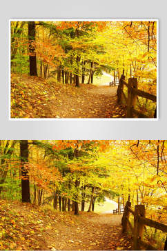 秋天落叶风景图片森林落日小径