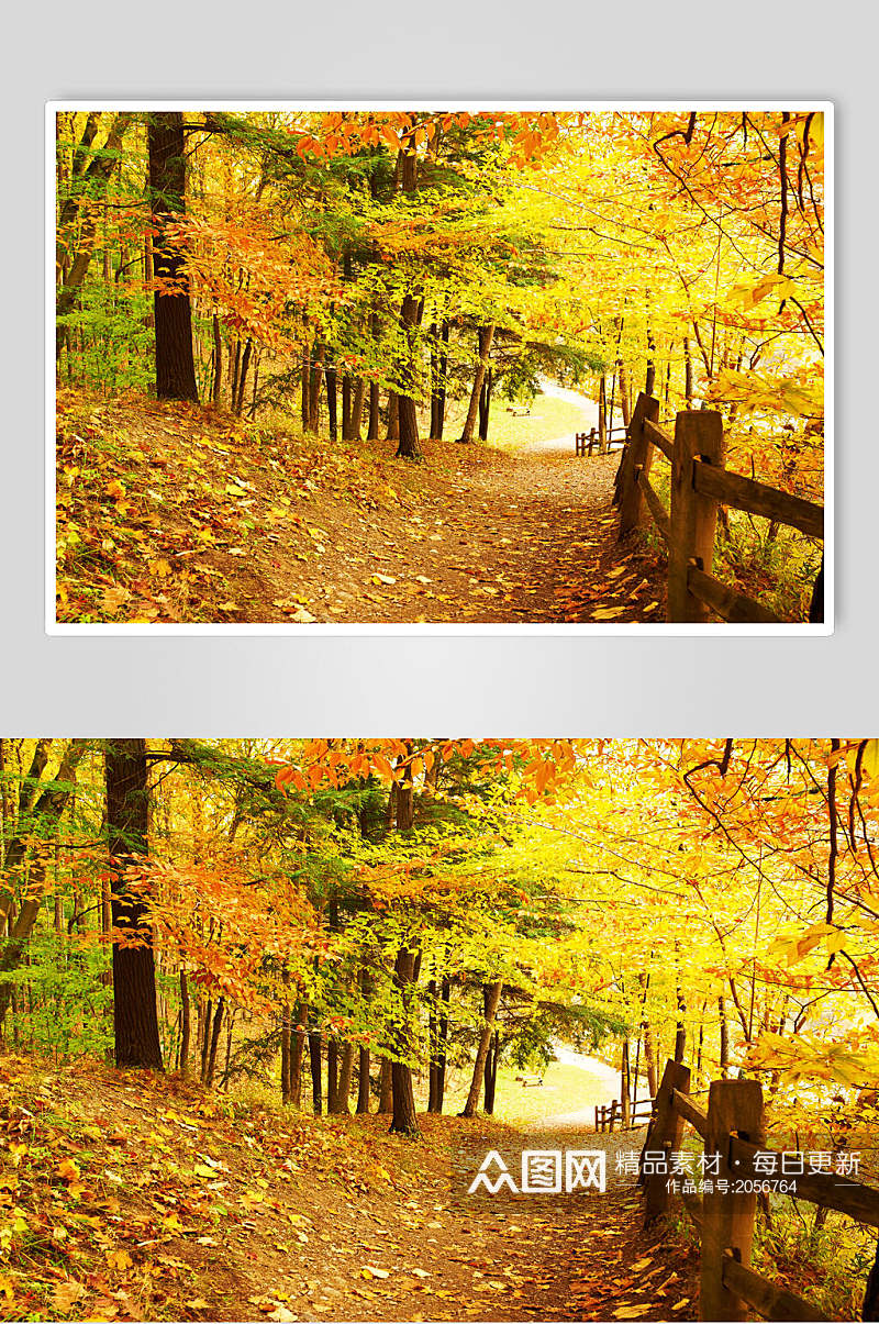 秋天落叶风景图片森林落日小径素材