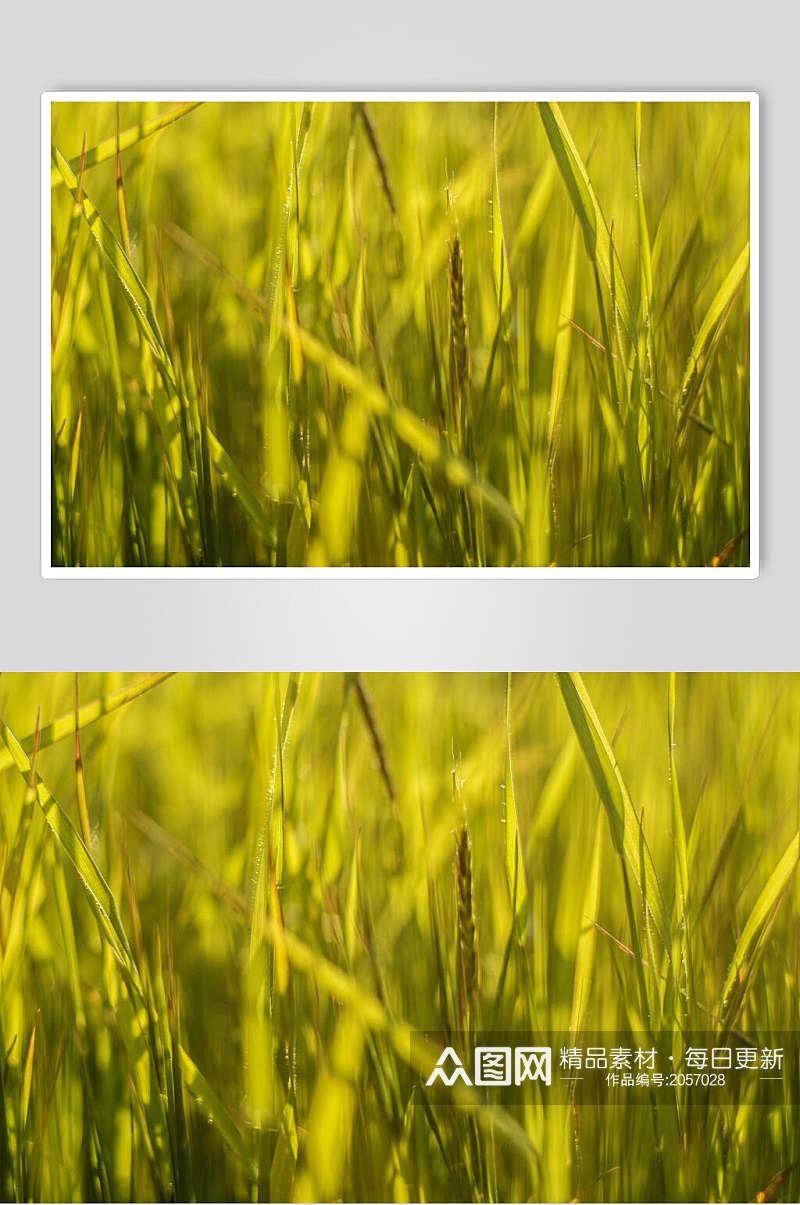 草地草坪图片禾苗两联摄影图素材