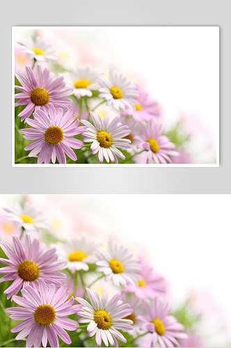 紫色雏菊野菊花图片