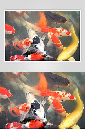 观赏鱼图片两联锦鲤池塘摄影图
