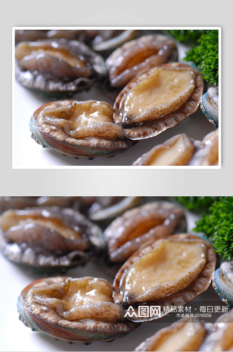 新鲜鲜鲍鱼食品图片素材