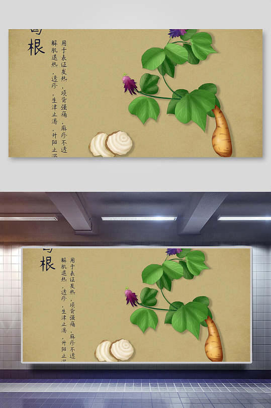 本草纲目中草药葛根介绍展板