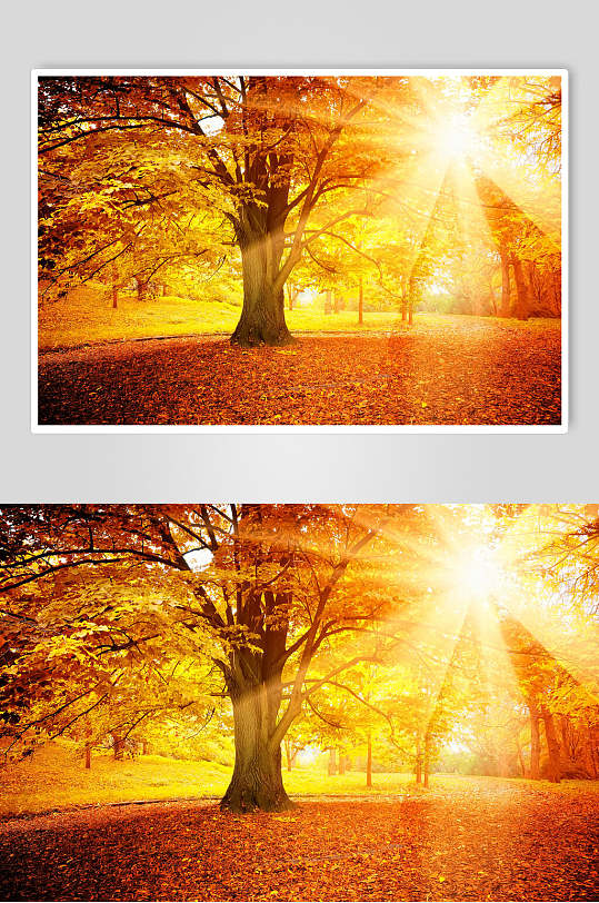 秋天落叶风景图片两联摄影视觉图森林阳光