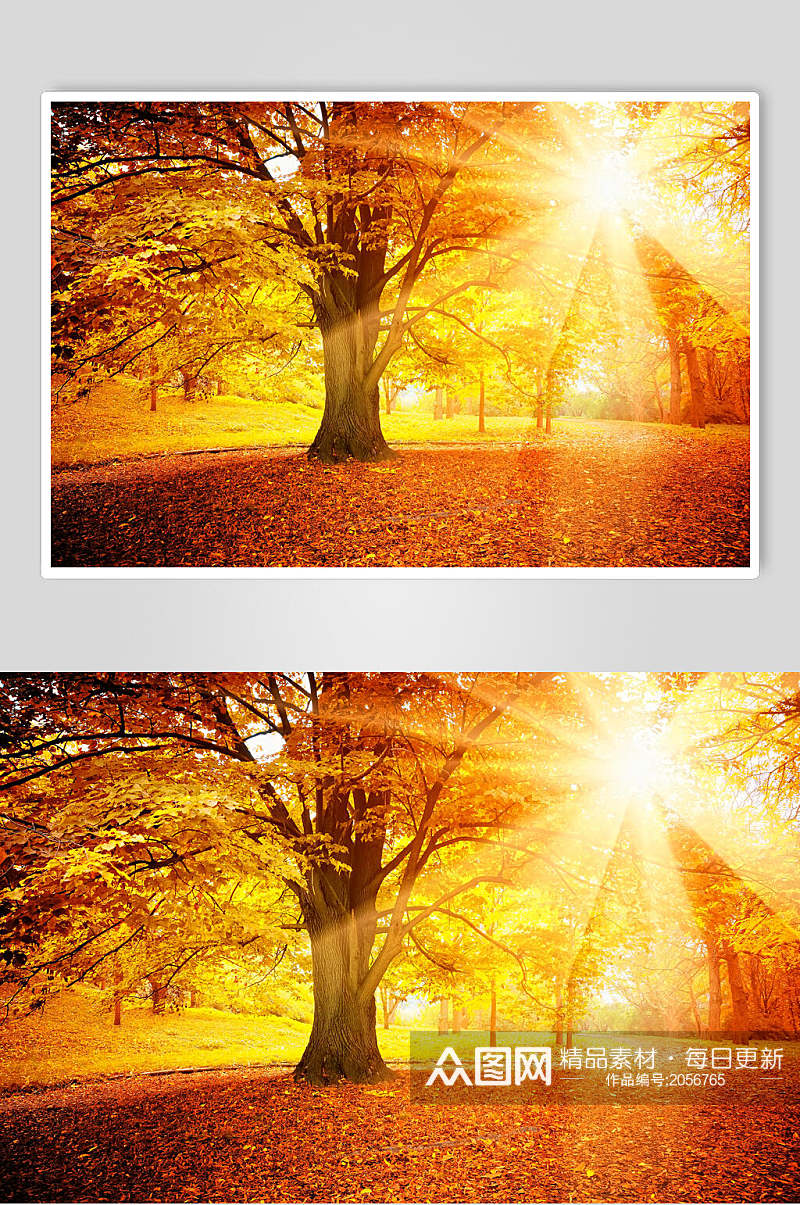 秋天落叶风景图片两联摄影视觉图森林阳光素材