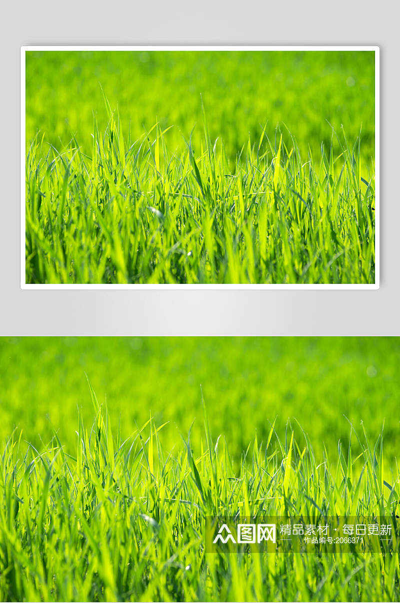 草地草坪图片禾苗摄影视觉图素材