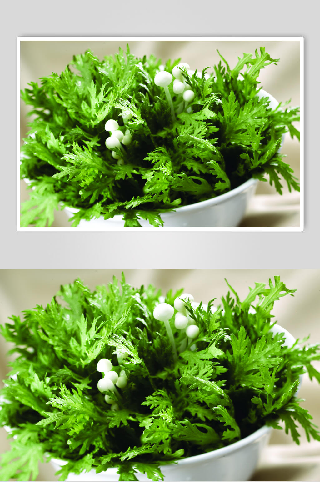 蔬菜茼蒿图片素材