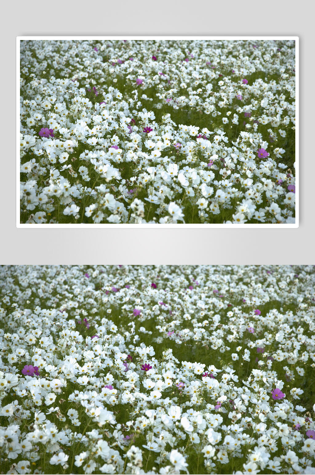 花海鲜花雏菊野菊花高清图片素材