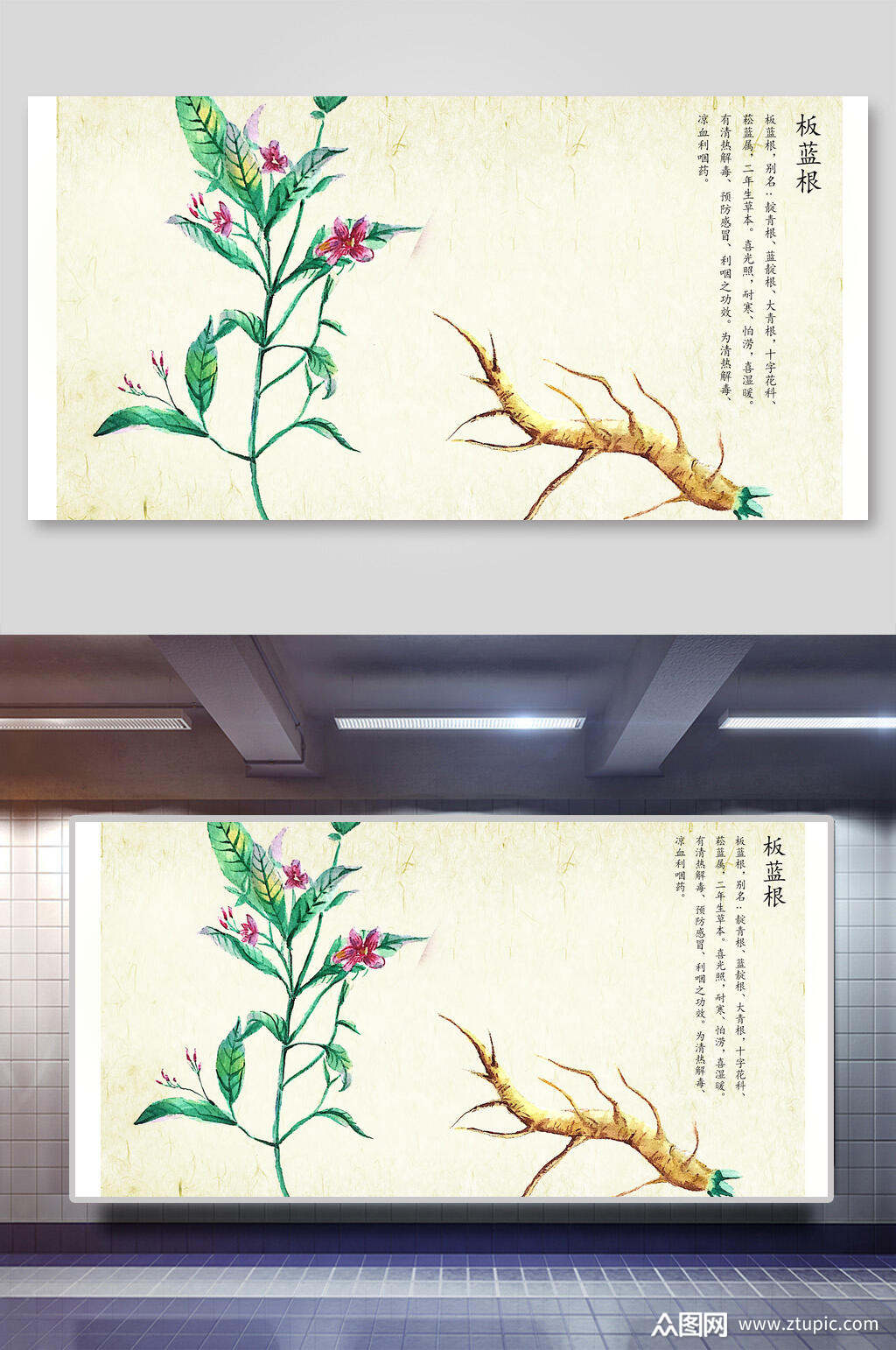 板蓝根本草纲目中草药介绍展板