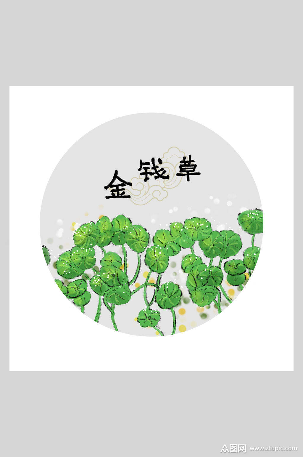 金钱草本草纲目中草药插画素材素材