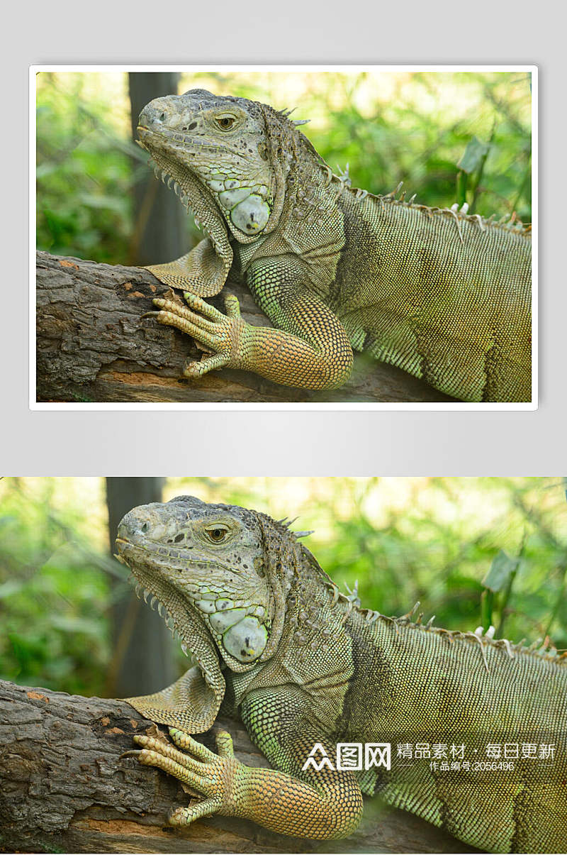 变色龙蜥蜴图片两联视觉摄影图素材
