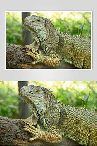 变色龙蜥蜴图片两联视觉摄影图