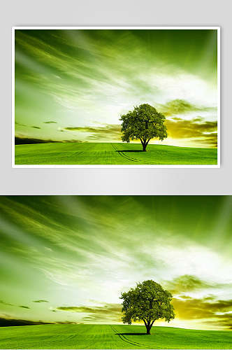 草地天空风景图片大树和草原摄影视觉图
