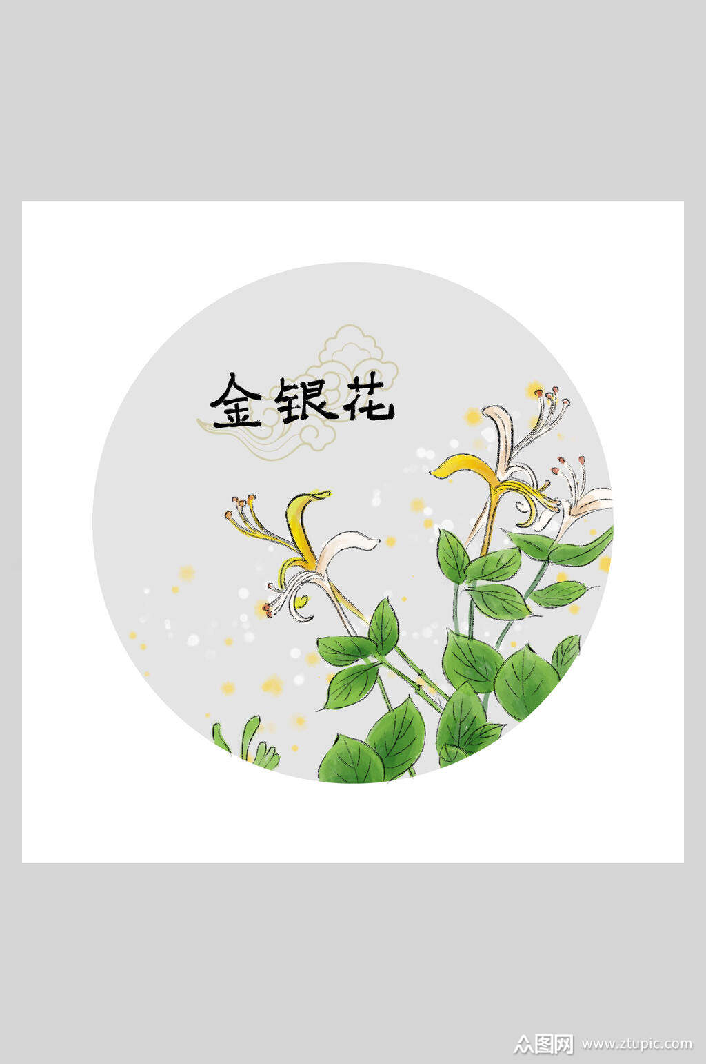 金银花本草纲目中草药插画素材